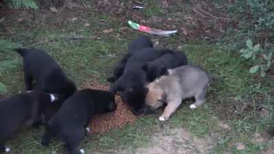The mother dog, who did not want to eat without her puppies, took us to the puppies. Adorable Paws.