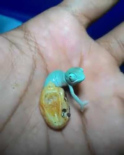 New life is born