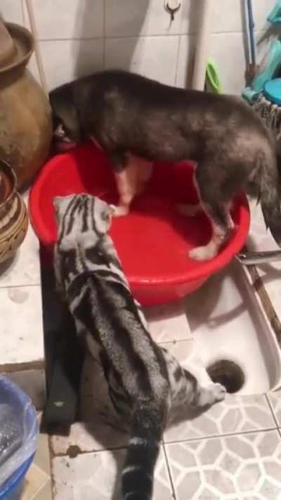 "didn't I tell you to stop playing with water? "