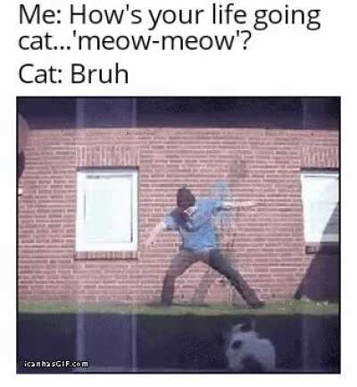 Cat's life in pain