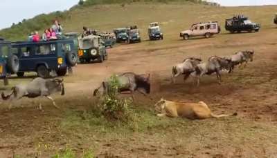 ? Lion vs Lioness hunting methods.
