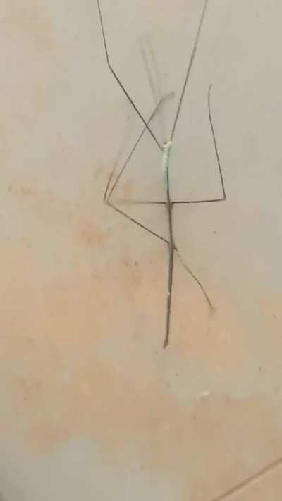 Stick insect freaks out because a caterpillar thinks it's a stick