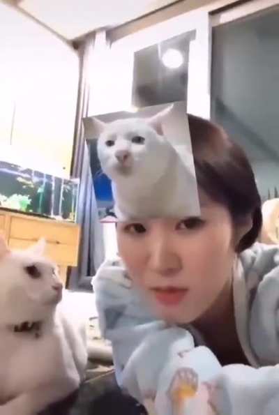 angery cat