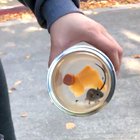 Catching a rat