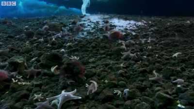 ? Time lapse of bizzare ice formation in Antarctica's underwater