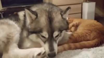 Expertly Catculated