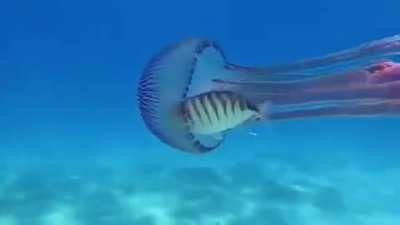 ? Fish can use jellyfish as a suit of armor and general protection from predators.