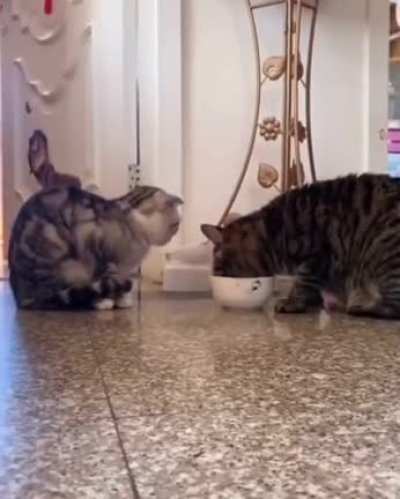 Heretic Cats!