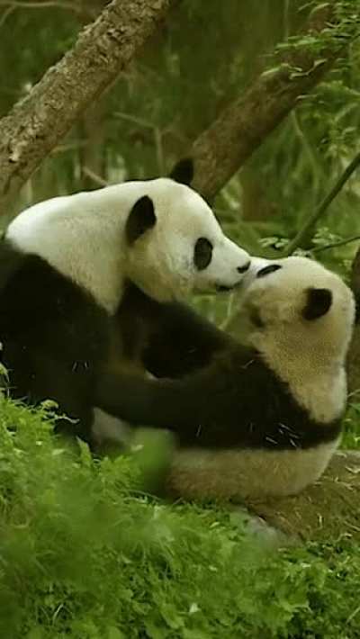 ? These pandas are living the beautiful life ?