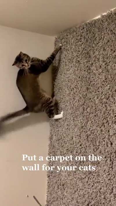vertical zoomies