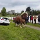 A Horse pulling a car out of a ditch.