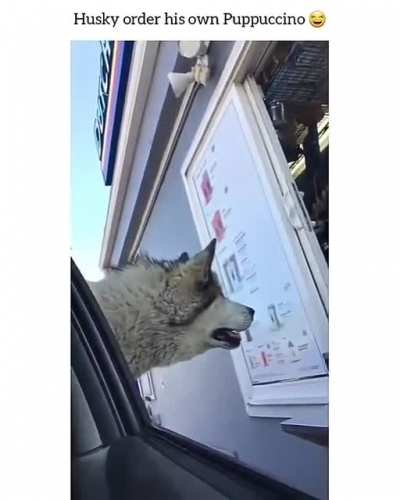 Huskies can talk and you can't change my mind ?