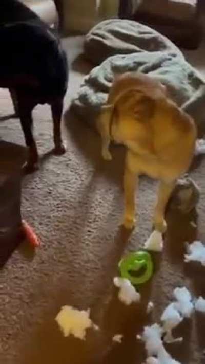 I just wonder which dog did it… ?