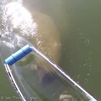 ? Manatee doing a double roll while chasing a kayak