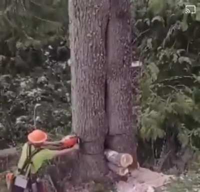 Just cutting trees