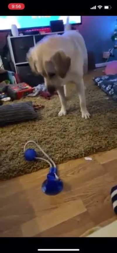 Good boy with the top hat
