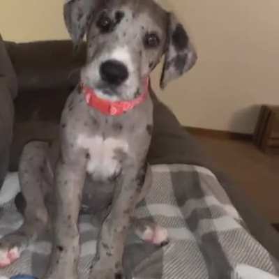 Pretty sure my 10 week old pup just cussed me out ?