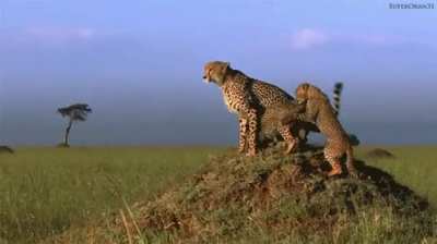 ? This patient mother cheetah wondering why they can't just go around...