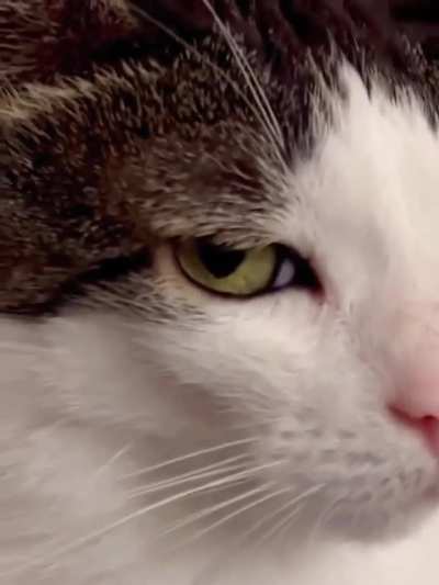 Bombastic side eye ?
