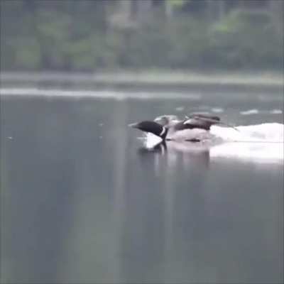The Landing....?