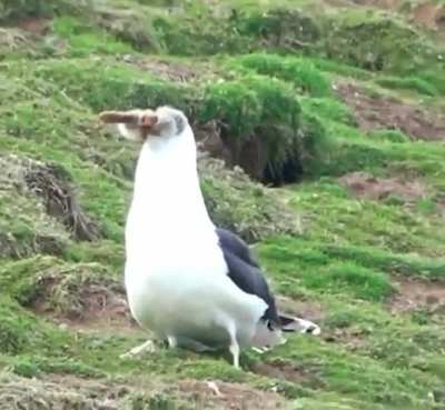 ? Unbelievable footage of a black-backed gull swallowing a rabbit hole!