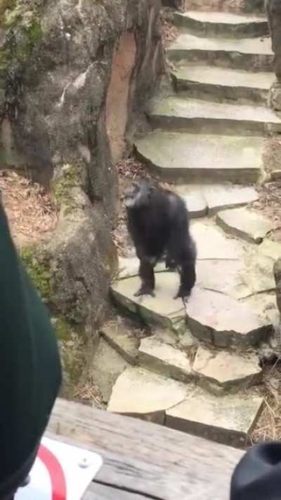 Chimpanzee hurls shit at the visitors in a Michigan zoo, landing dump on a grandma's face. Sometimes, this chimpanzee exhibits behaviors that some people respond to with laughter, loud noises, and imitation - resulting in awkward situations such as this,