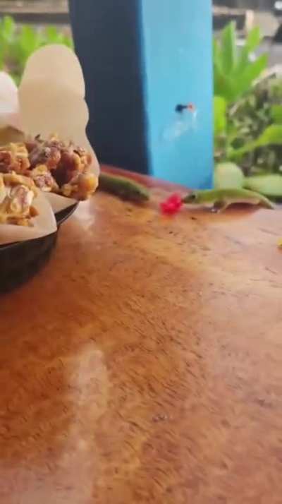 Lizard getting wild ?
