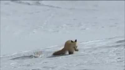 ? Detecting prey under three feet of snow is the kind of skill keep you alive