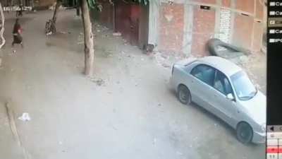 ? cat saves a baby from a stray dog attack