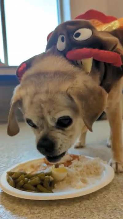 Thanksgiving at the animal shelter ?