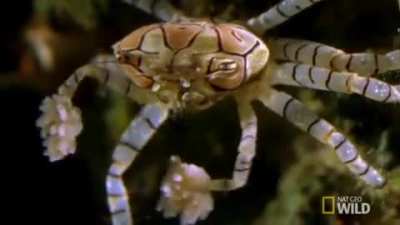 ? Lybia Tessellata Crab aka Pom-Pom or Boxer Crab uses sea anemones as a defense mechanism by holding them in its claws like boxing gloves ?