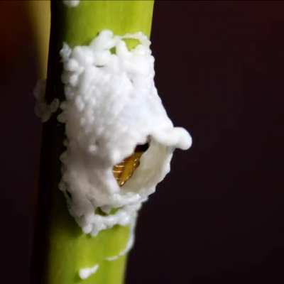 ? This caterpillar 3D-printing itself a nest ?