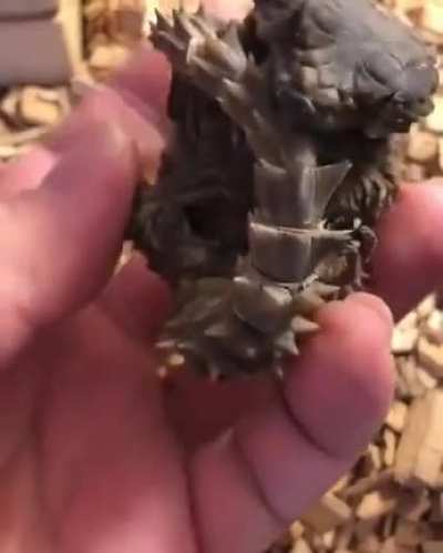 ? Armadillo lizards are real-life mini dragons