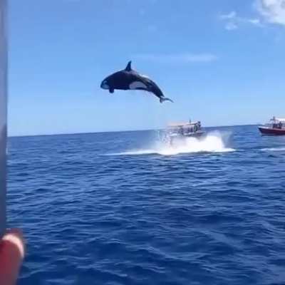 Orca jumps 20ft out of water while hunting dolphin