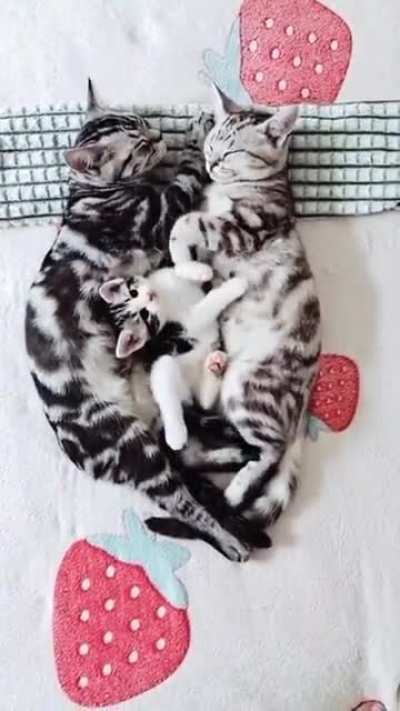 Kitten disturbing mum & dad ?