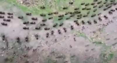 ? Termites and ants form lines of guards to prevent themselves from being attacked by each other