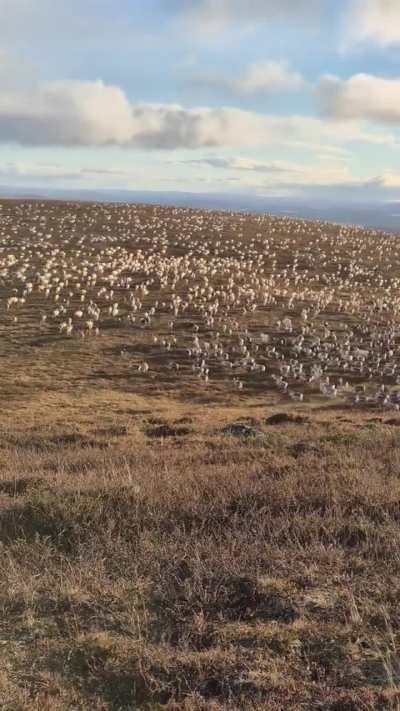 ? A reindeer herd on the move across the tundra