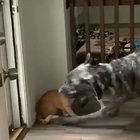 Cat perfectly executes his plan.