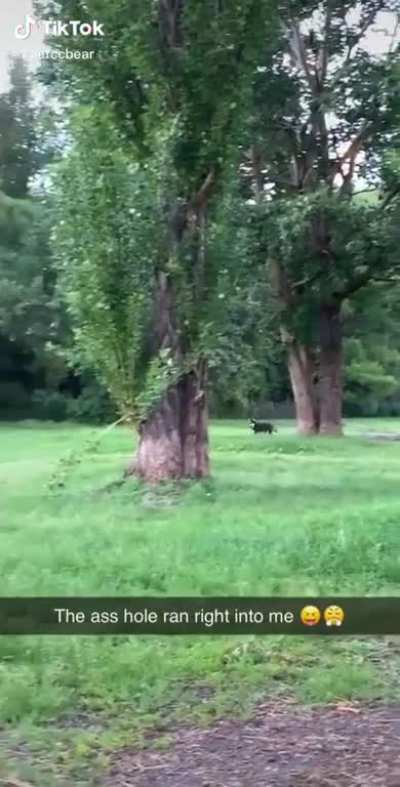 Dog cheerfully runs into owner
