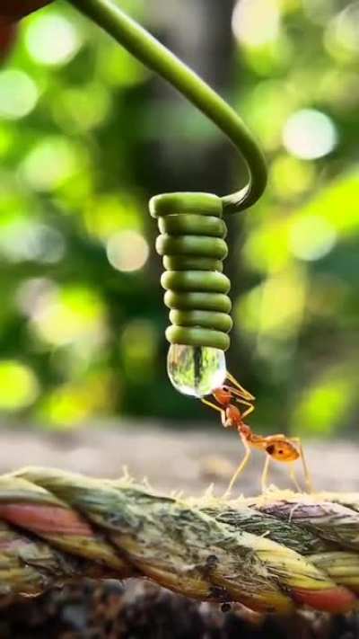 ? A thirsty ant drinking from a drop of water
