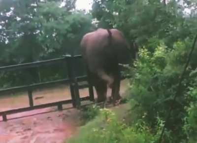 ? Elephant crossing barricade