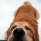 "Hello human, I'm here!"