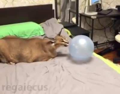 ballon and that thing