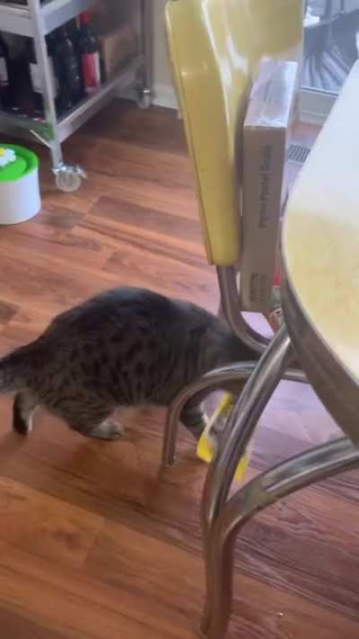 We put the cat on a diet, it’s going well.