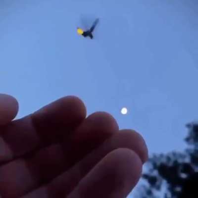 ? Firefly taking off..