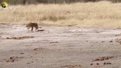 ? Sable Antelope shows Lioness he's nobody's lunch.