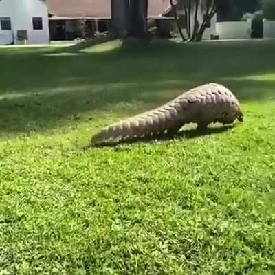 ? Pangolins are bipedal and walk on their hind legs .