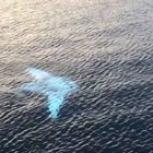 Extremely Rare Albino Manta Ray