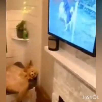 Bad doggo