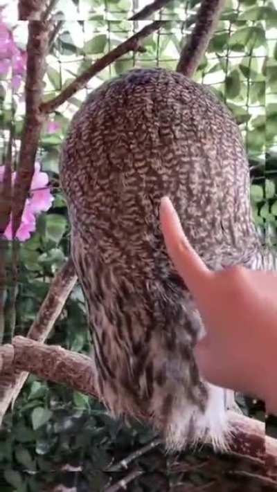 ? Equanimity. Owls can rotate their head in 360⁰